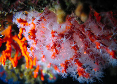 Véritable corail rouge de méditerranée