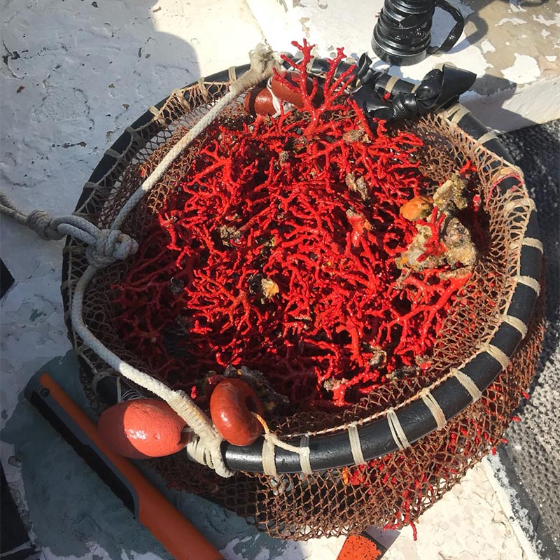 récolte du corail rouge de méditerranée